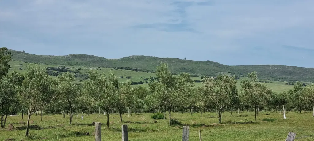 10-Hektar-Bauernhof mit Bio-Olivenplantage, Route 39